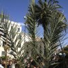 Domenica delle Palme 2013